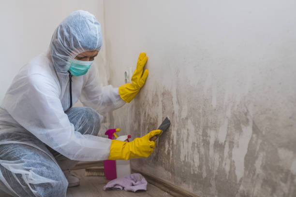 Best Mold Inspection  in Susanville, CA