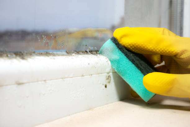Certified Mold Removal in Susanville, CA